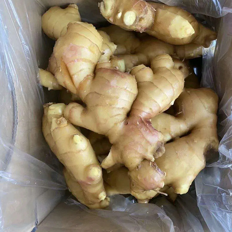 Good Quality Fresh Ginger Supplier	