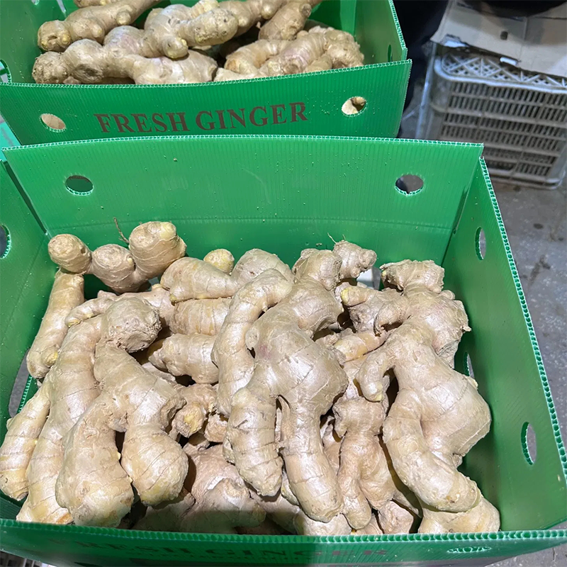 Air Dried Ginger	