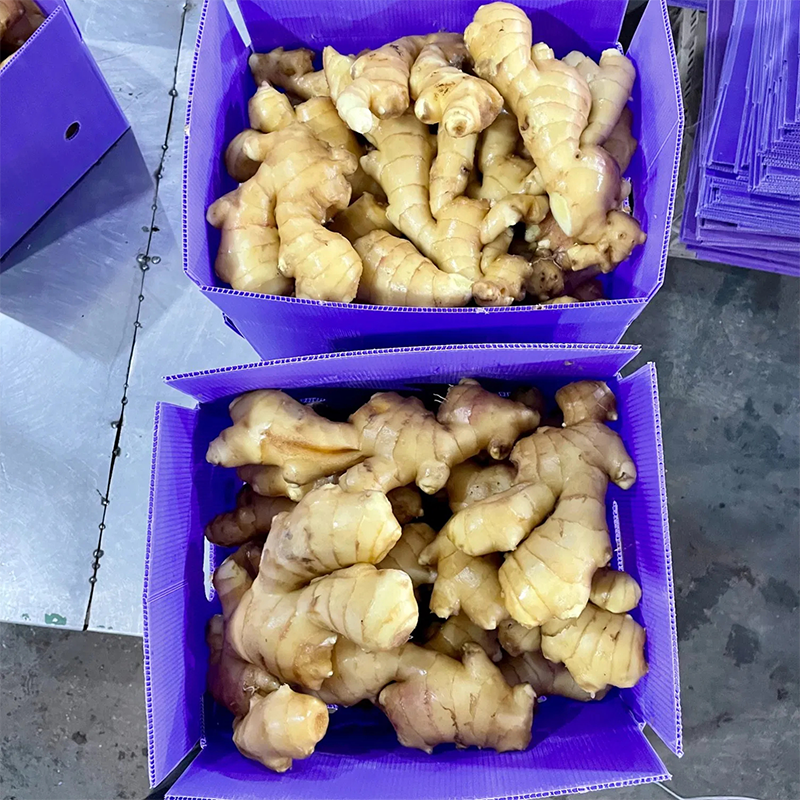 Air Dried Ginger	