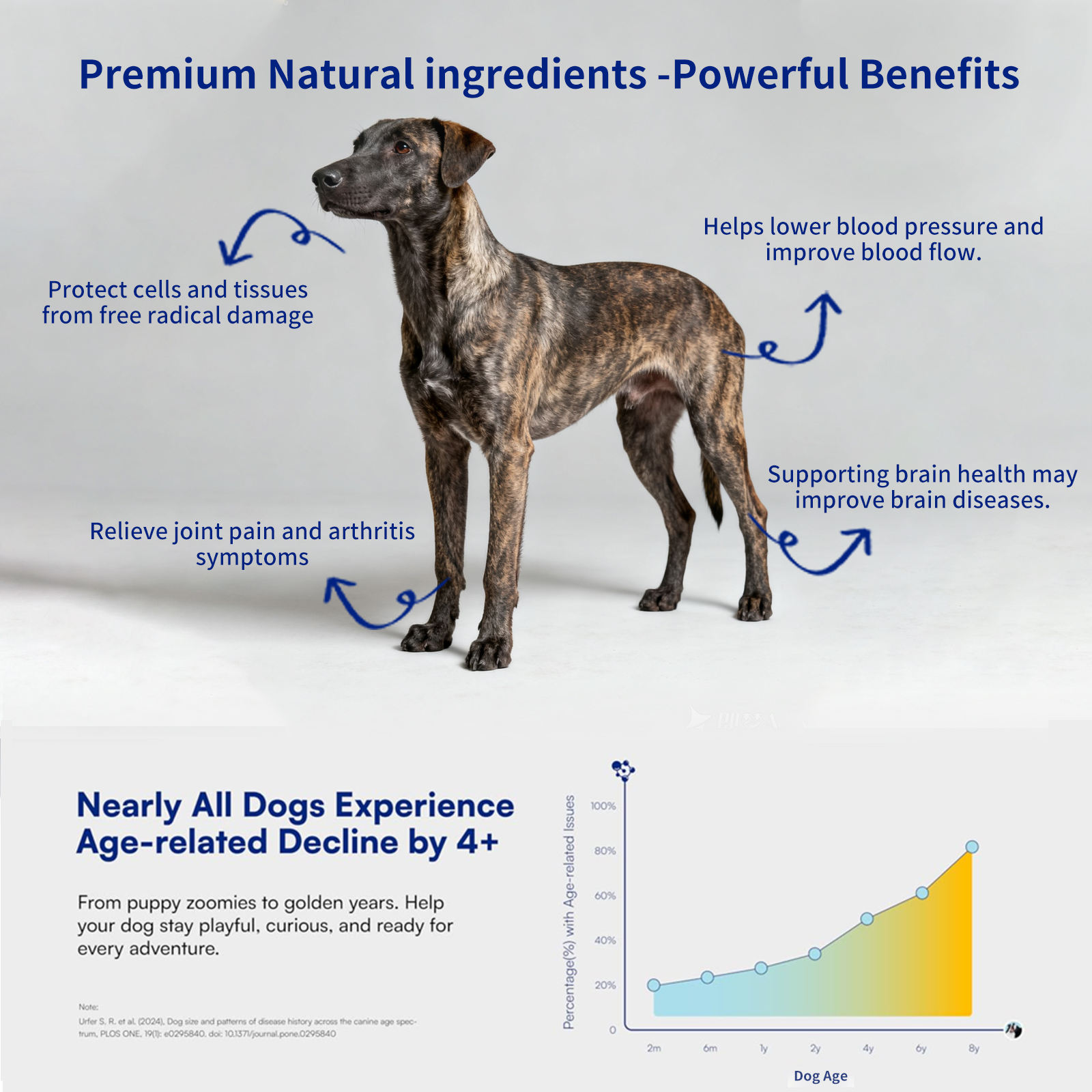 Pet Health Care Supplements Turmeric Curcumin Soft Chews for Promote Digestive Health Support Healthy Immune Response