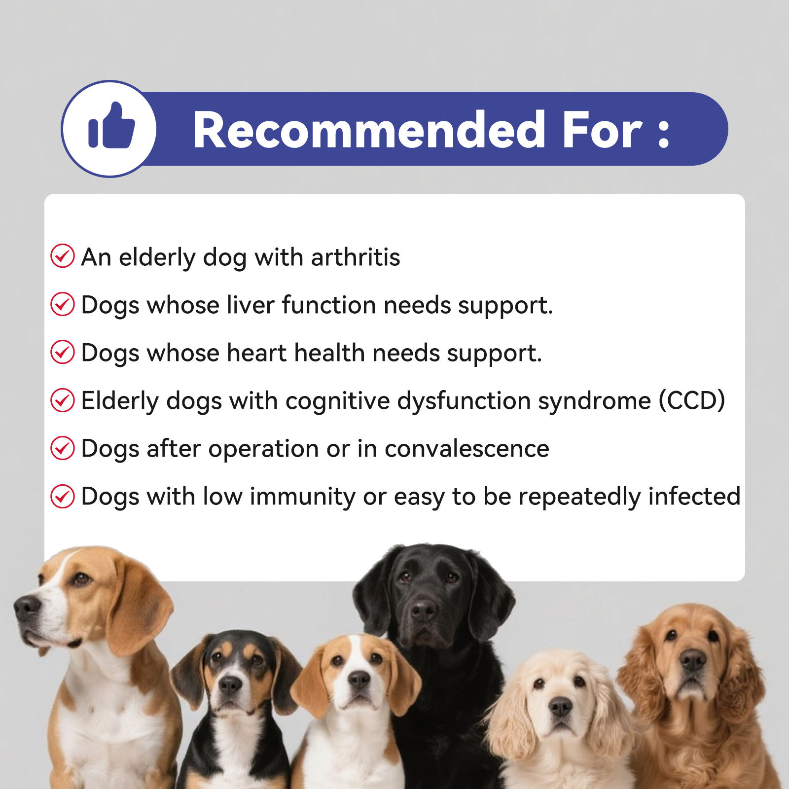 Pet Health Care Supplements Turmeric Curcumin Soft Chews for Promote Digestive Health Support Healthy Immune Response