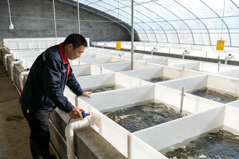 Рыбный пруд с рециркуляционной аквакультурой