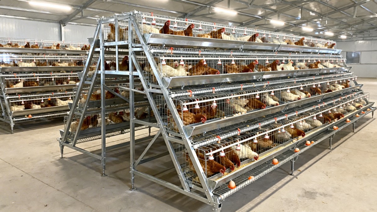 How to Start a 5,000-Layer Poultry Farm with Minimal Investment: A Comprehensive Guide How to Start a 5,000-Layer Poultry Farm with Minimal Investment: A Comprehensive Guide