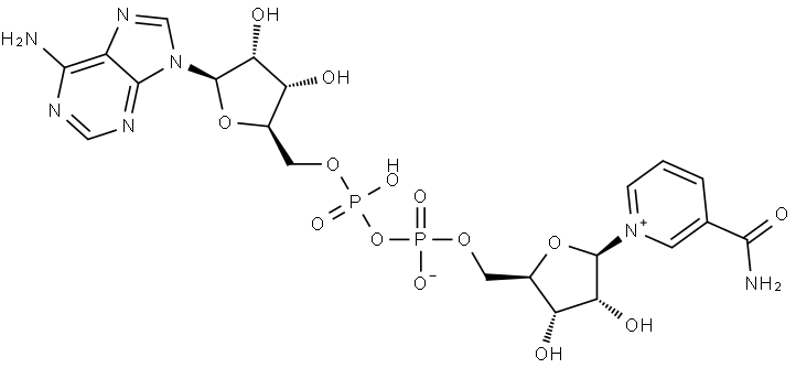 β-dinucleótido de nicotinamida y adenina